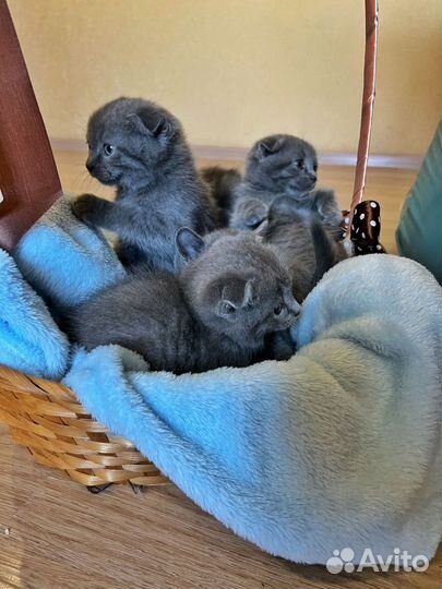 Котики