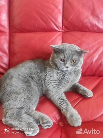 Британский кот для вязки