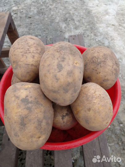 Продам картофель
