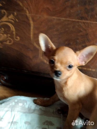 Мировой пацан чихуахуа в продаже