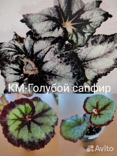 Бегонии км, часть 1