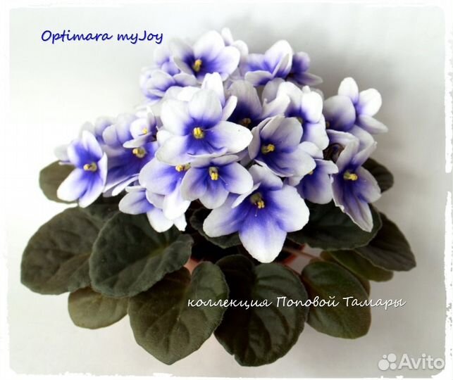 Фиалки коллекционные