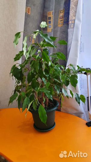 Фикус бенджамина кинки