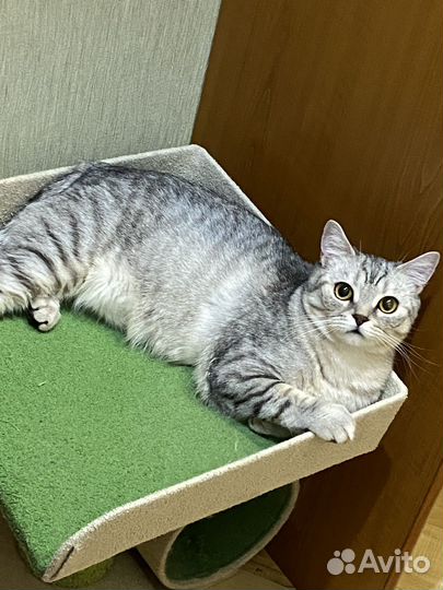 Отдам в добрые руки котят