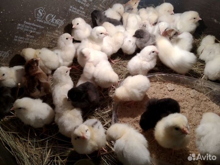 Цыплята кур несушек