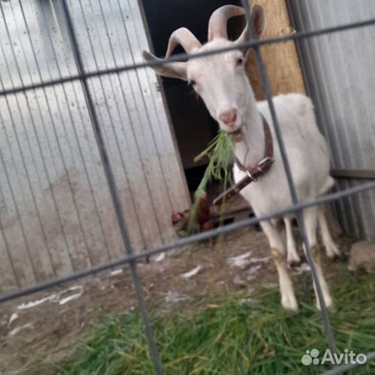 Продаётся коза