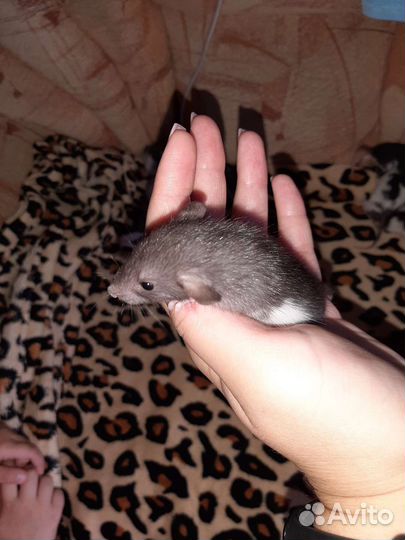 Крысята дамбо