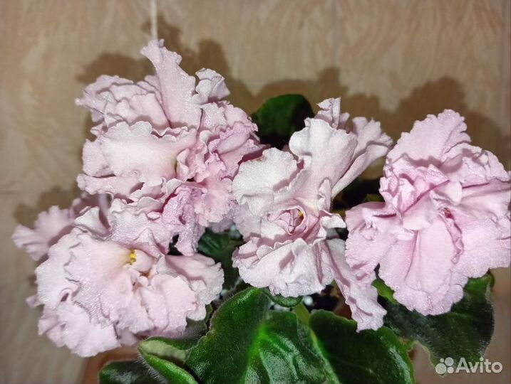 Фиалка дэо-Королева Елизавета