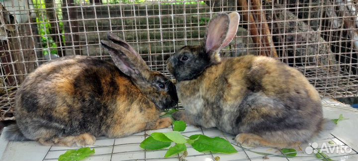 Кролики Рексы, Калифорнийские