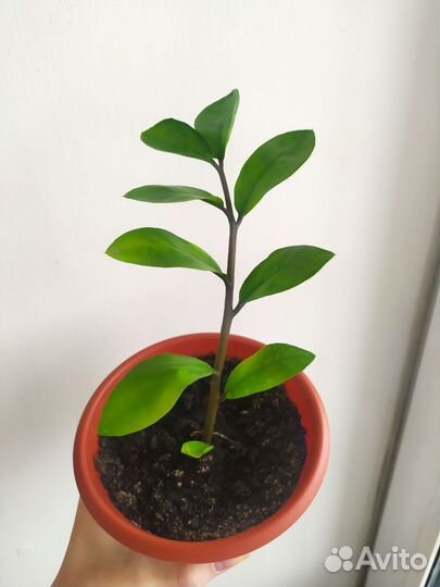 Замиокулькас замиелистный