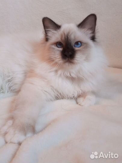 Священная бирма-девочка