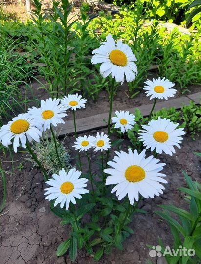 Ромашка крупная