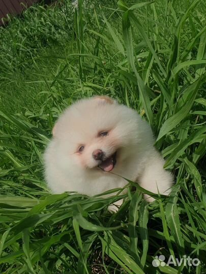 Померанский шпиц мини девочка