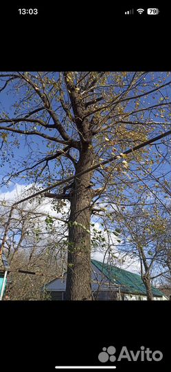 Дуб для слебы