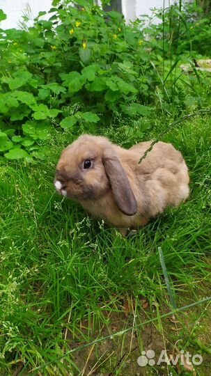 Декоративные кролики вислоухие