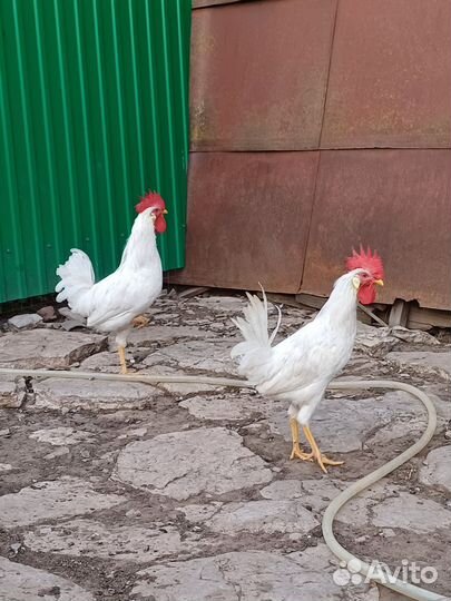 Молодые петухи