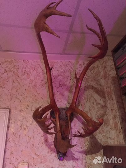 Рога оленя