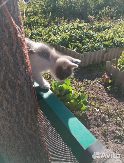 Котята в добрые руки бесплатно