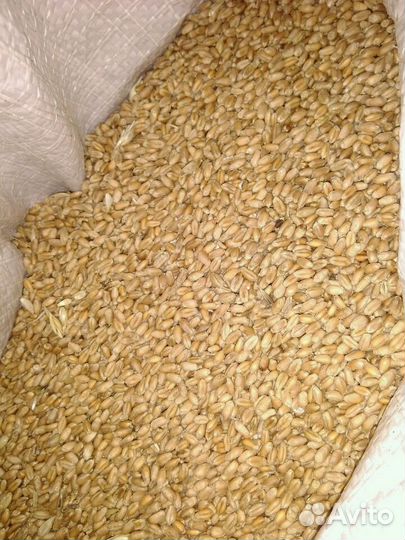 Пшеница Ячмень Овес