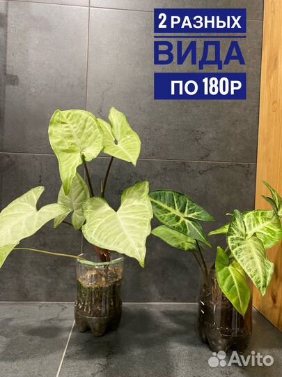 Сингониум, разные виды, лианы