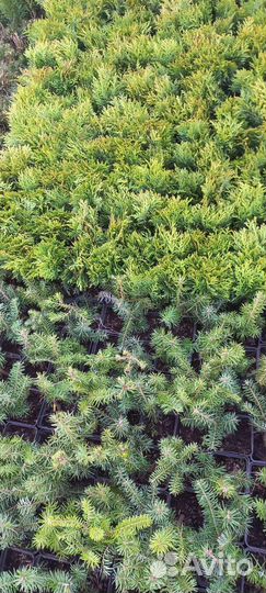 Пихта корейская