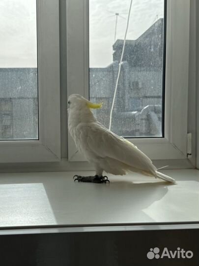 Говорящий попугай какаду