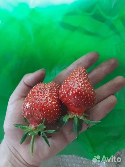 Рассада клубники