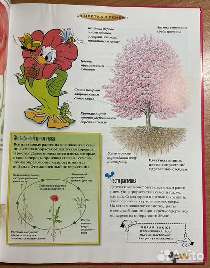 Энциклопедия Растения