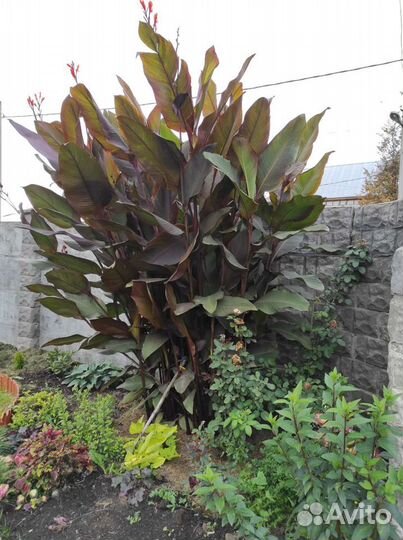 Цветы канны