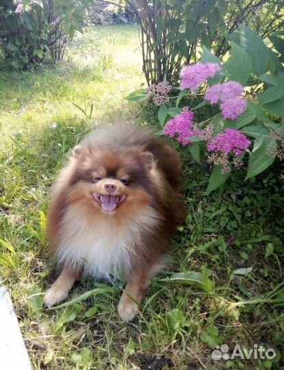 Вязка кобель шпиц