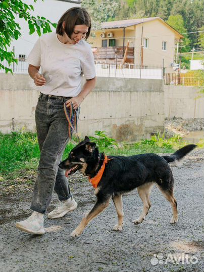 Собака в квартиру в добрые руки