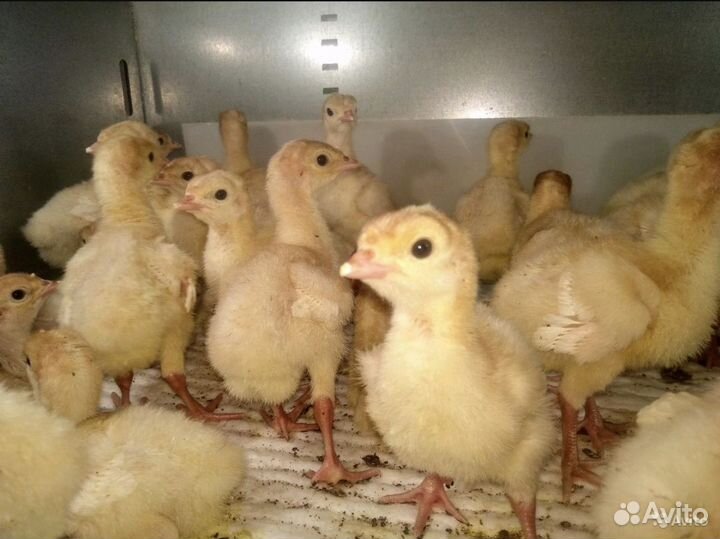 Бройлер вывод 04.06/10.06/13.06/21.06