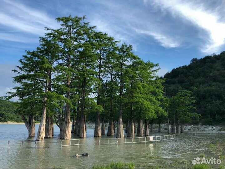 Экскурсии на Кипарисы, Б.Утриш, Абрау-Дюрсо,Лотосы