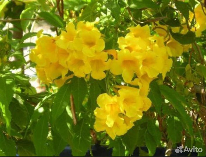 Тэкома древовидная редкое растение