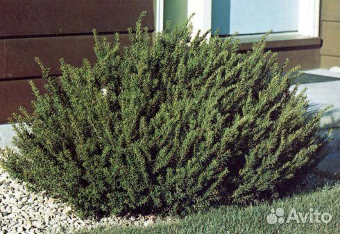 Продам саженцы декоративных и плодовых растений