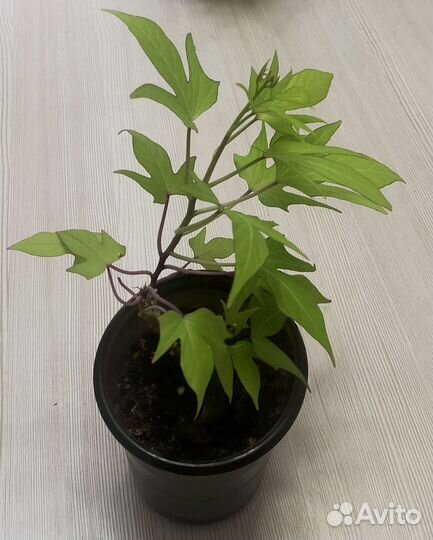 Ипомея батат