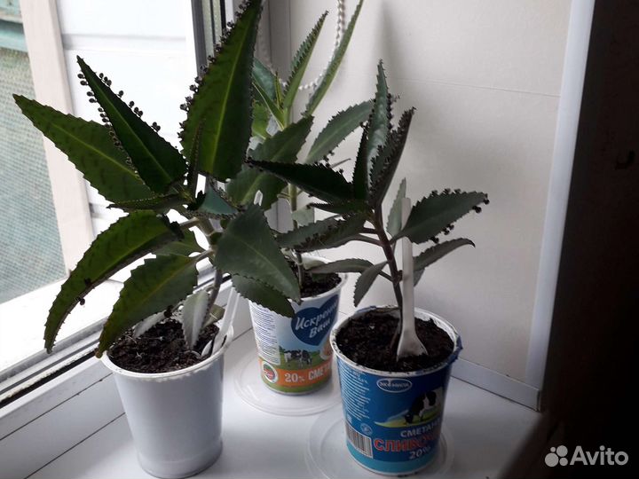 Каланхоэ лечебное