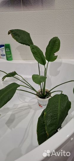 Спатифиллум