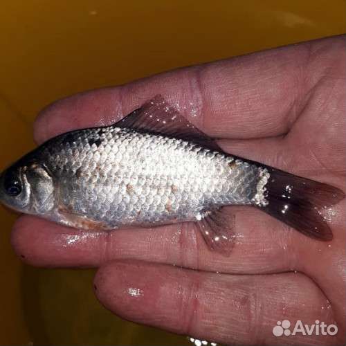 Живец Пескарь Карась