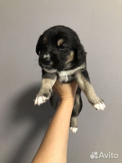 Щенки помесь с хаски