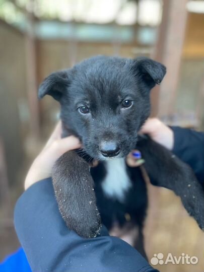 Щенки в добрые руки