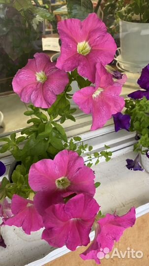 Петунья цветущая