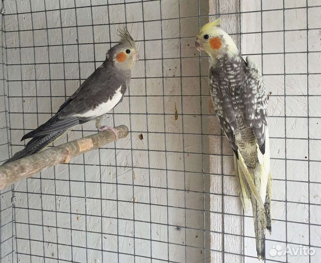 Попугай Корелла