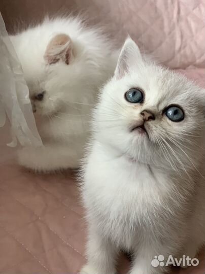 Британские котята серебристая шиншилла