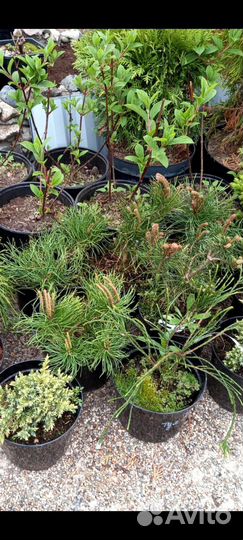 Горные сосны пумилио и мугус, можжевельники