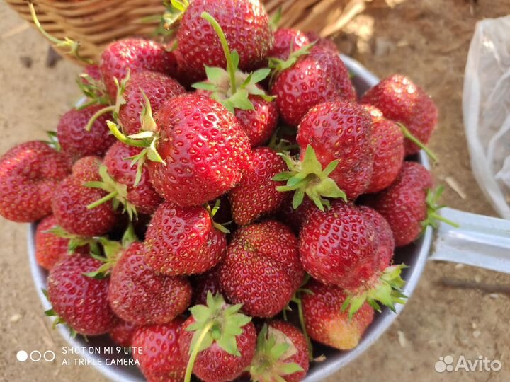 Рассада клубники