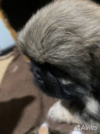 Щенки пекинеса