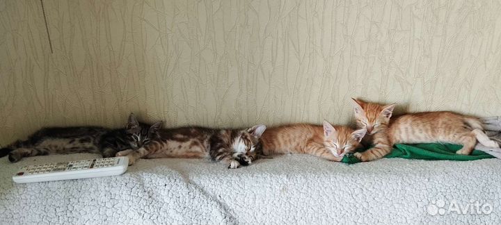 Кошка в дар бесплатно