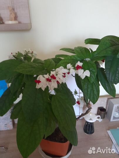 Клеродендрум Томпсона