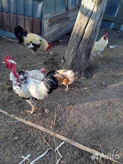 Продаю годовалых голошеих петушков